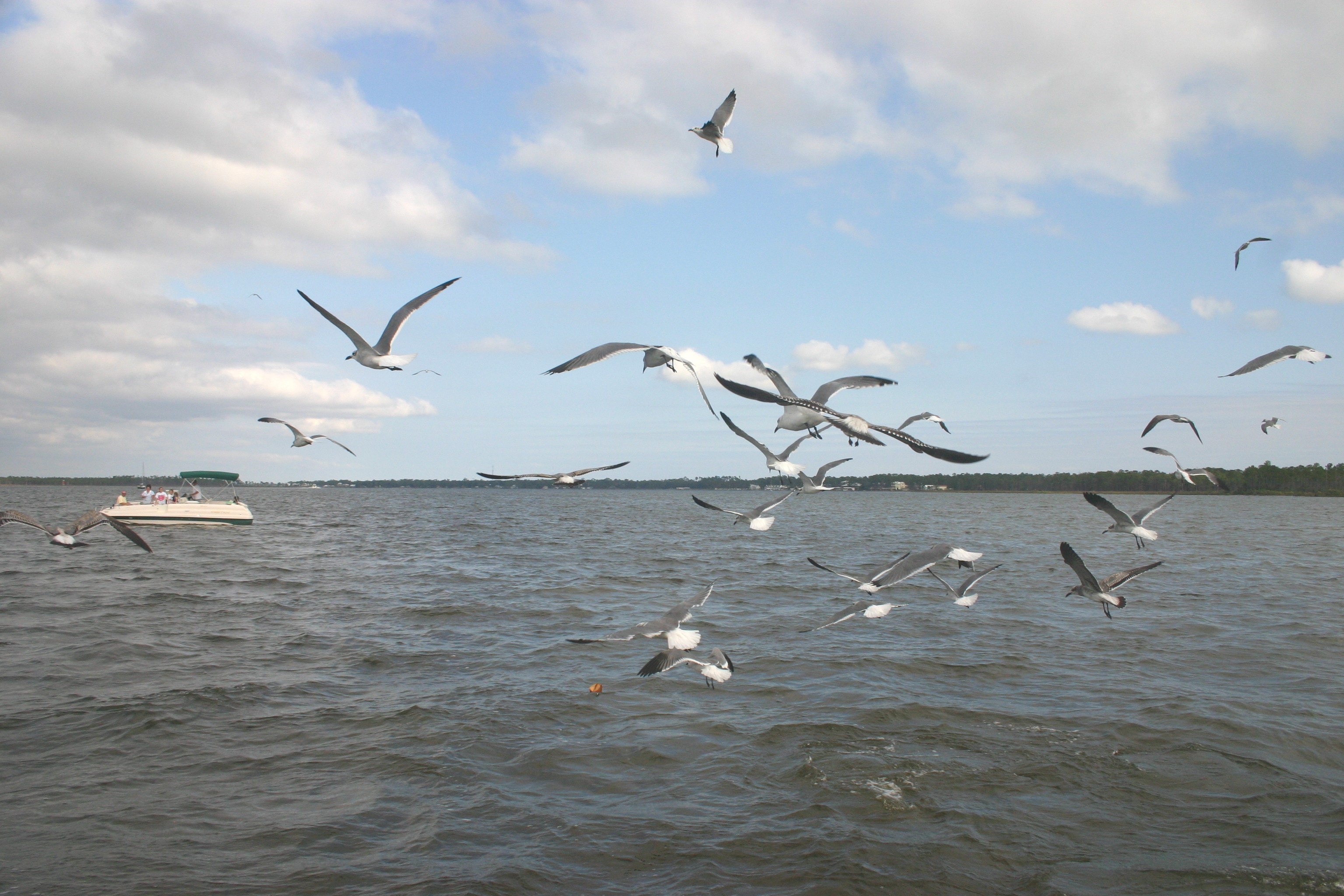 Gulf Shores, AL 2008 082