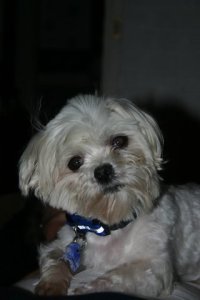 In Memory of Our Precious Shasta Daisy Shampagne