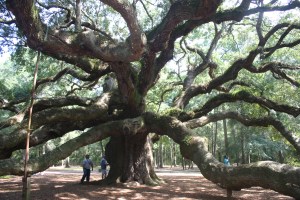 Angel Oak Tree, a gorgeous tree embracing Johns Island, SC
